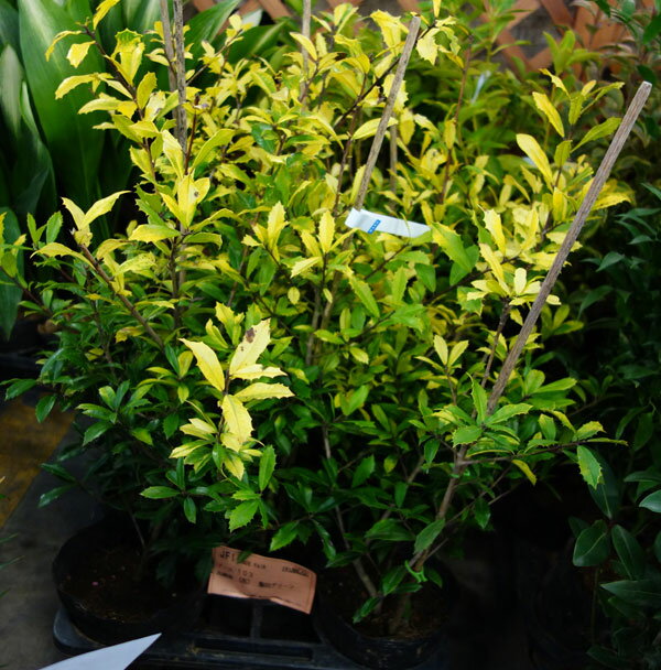 花木 庭木の苗/[送料無料]西洋ヒイラギ：サニーフォスター5号ポット 8株セット