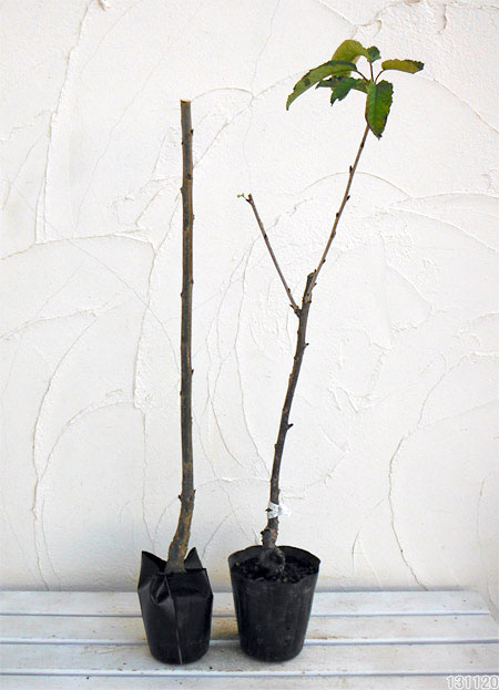 果樹の苗/サクランボ2種受粉樹セット：べにしゅうほう（紅秀峰）とナポレオン接木...