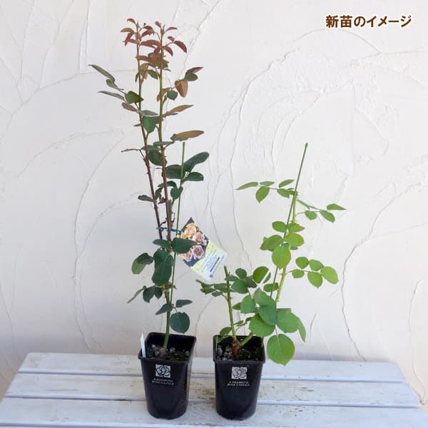 バラの苗/ハイブリッドティー：爽（ソウ）新苗4号鉢植え