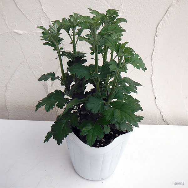 草花の苗/手間なし菊苗：二度咲き変わり菊3種3株植え（オレゴン・フリッツ・ルース...