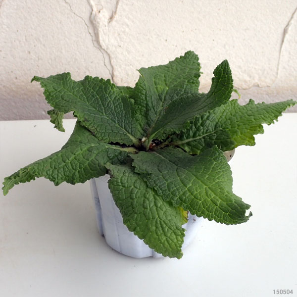 ��֤���/�С��Х����ࡧ�ۥ磻�ȥ֥饤�� 3.5��ݥå�