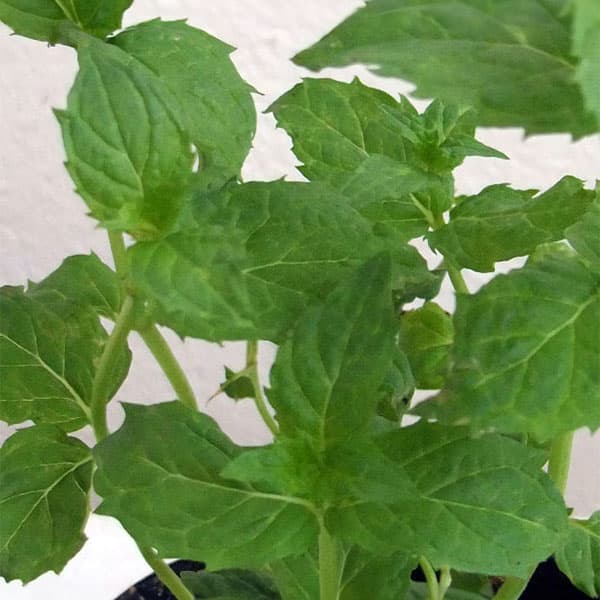 �ϡ��֤���/�ߥ�ȡ��ڥѡ��ߥ�ȥۥ磻��3��ݥå�