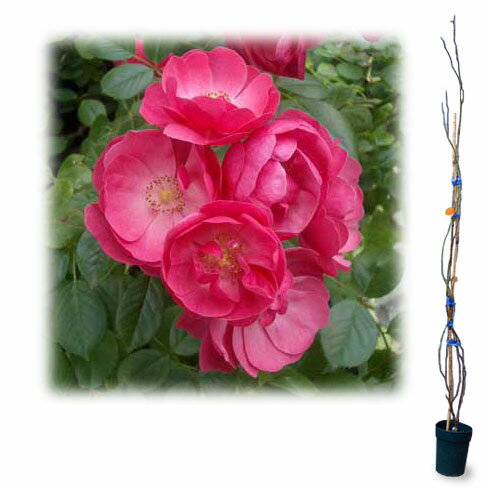 バラの苗/つるバラ：アンジェラ大苗長尺6号ポット