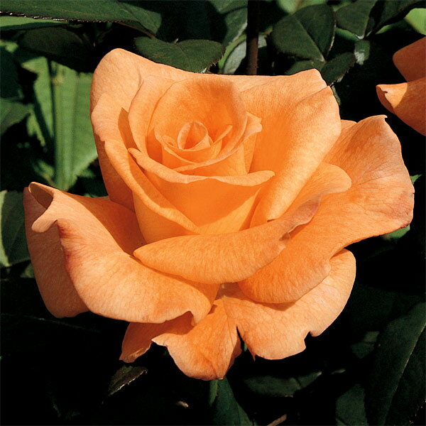 バラの苗/ハイブリッドティー：ケニ...