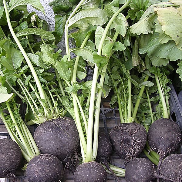 （わけあり特価）ダイコン：黒丸大根 丸型(イタリア野菜）[8-9月まき 野菜タネ]