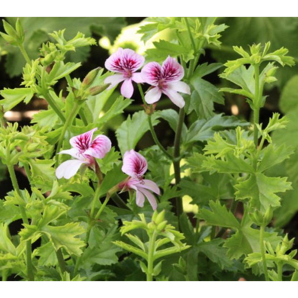 ハーブの苗/ニオイゼラニウム：ストロベリー3号ポット