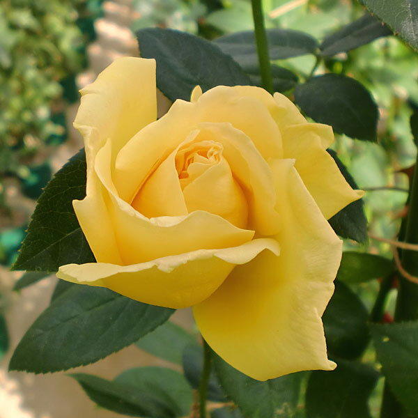 バラの苗/ハイブリッドティー：天津乙女（あまつおとめ）大苗