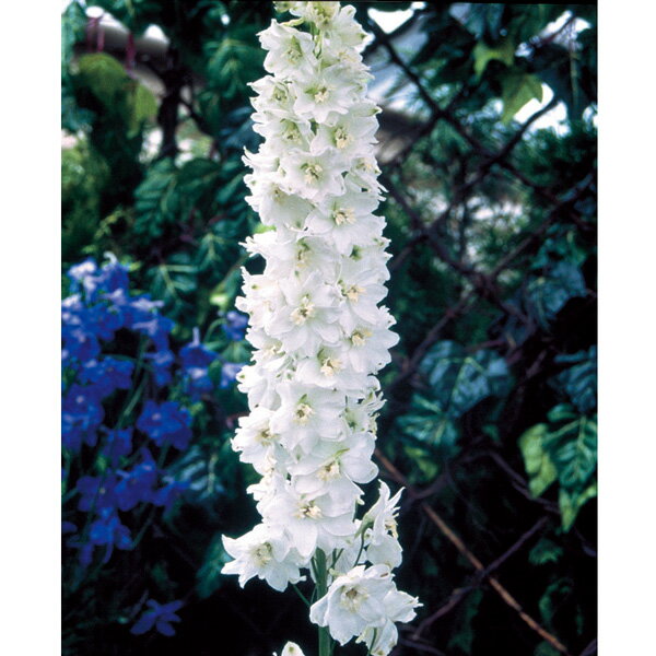 草花の苗/デルフィニウム：マジックフォンテンホワイト3号ポットのサムネイル