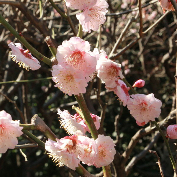 梅（ウメ）“花香実（ハナカミ）” 1年生 接ぎ木 苗 落葉樹 シンボルツリー 果樹苗木 果樹苗