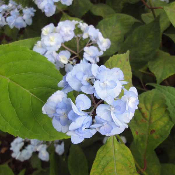 花木庭木の苗/ヤマアジサイ：ヤエザ...