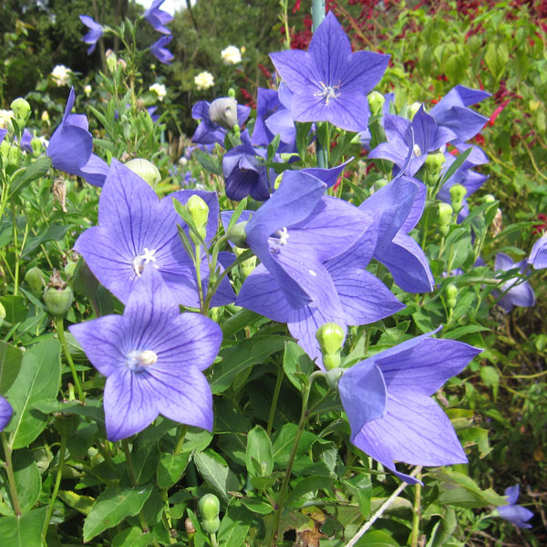 草花の苗/キキョウ(桔梗）：紫花 2株セット