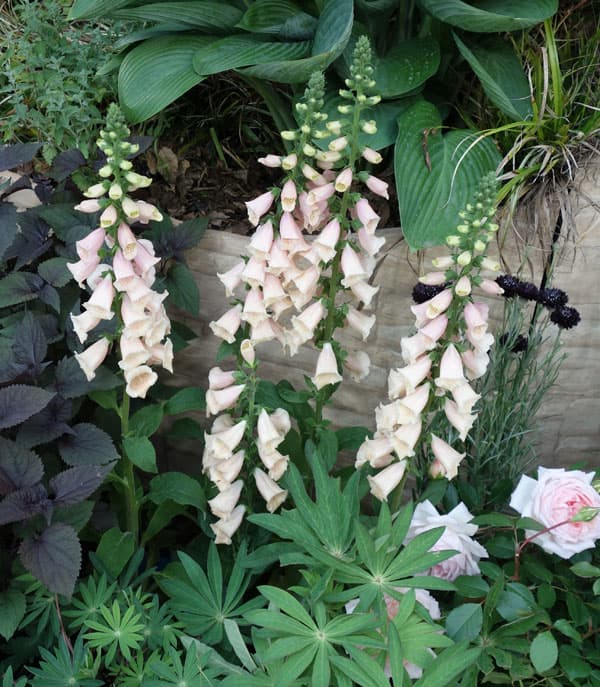 草花の苗/ジギタリス（フォックスグローブ）：アプリコット3-3.5号ポット2株セットのサムネイル