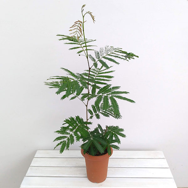 観葉植物/（わけあり特価）ネムノキ：エバーフレッシュ6号鉢植え