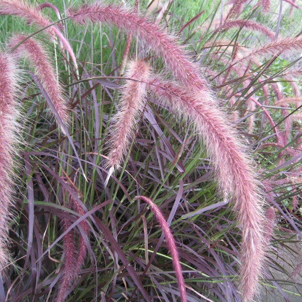 草花の苗/パープルファウンテングラス（ペニセタム・ルブラム）6号鉢植えのサムネイル