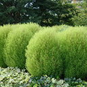 コキア(ホウキグサ)5号鉢植え