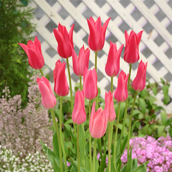 小型 スレンダーな花姿で切り花にも人気 秋植え球根球根/チューリップ（ゆり咲）：マリエット（桃）4球入り（L）スリムな花が魅力のユリ咲きチューリップ。草丈も高く、優雅な印象にユリ咲きは、切花としても人気の品種。マリエットはピンクの花で、遅咲きです。植え付け適期：9〜12月草丈：40〜50cm花期：晩春栽培方法：植えつけ適期は秋から年末までです。日当たりのよい場所で、よく耕した土に化学肥料等をまぜ、球根の高さの3倍ほどの深さに植えます。一定期間低温に当たることで開花しますので、鉢植えでも冬は戸外の寒い場所で管理してください。また、水切れすると花が咲かなくなりますので、冬もたっぷり水をやってください。（沖縄地域では花が咲かないことがありますので、ご注意ください）チューリップは球根の方向をそろえて植えると葉の出る方向が揃い、たくさんの球根を美しく寄せ植えできます。写真は開花時のイメージです。 ※球根の表皮が剥けていたり、細かな傷がある場合がありますが、生育には支障ありません。チューリップ（ゆり咲）：マリエット（桃）4球入り（L）の栽培ガイドチューリップの球根の植えつけ方法秋植え球根のダブルデッカー植え球根の植付け秋植え球根【秋植え球根】植えつけ深さの目安秋に植えて春満開！チューリップの球根の植え方と育て方プランターに何個のチューリップ球根を植えますか？花形と咲く時期で選ぶ チューリップの15分類