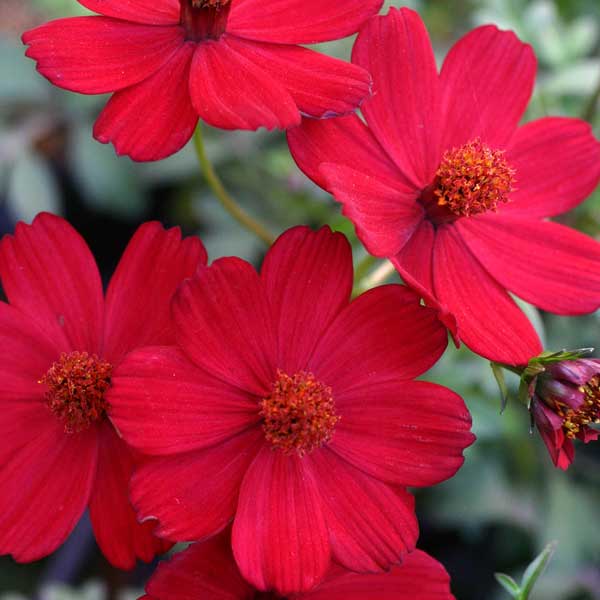 草花の苗/チョコレートコスモス：ノエルルージュ3号ポットのサムネイル