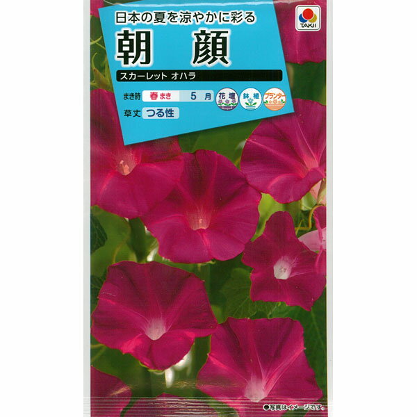 アサガオ（イポメア）：中輪朝顔　スカーレットオハラ[タキイ 花タネ　春まき　5月]