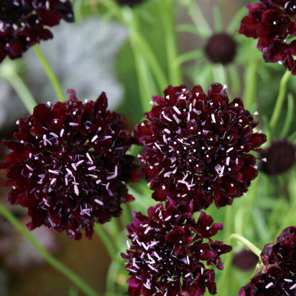 草花の苗/スカビオサ：ブラックナイト3.5号ポット2株セット