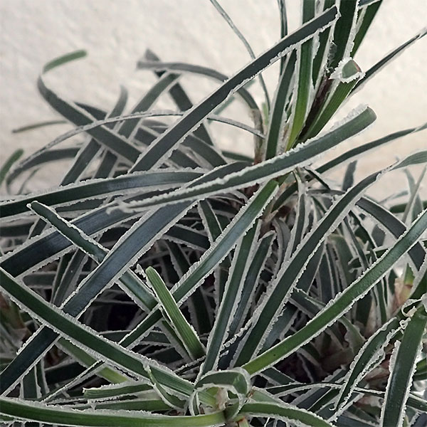 クリスタルグラス苗の商品画像