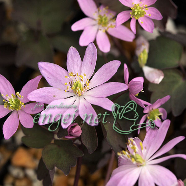 山野草の苗/バイカカラマツ：大輪一重（桃花）3号ポット