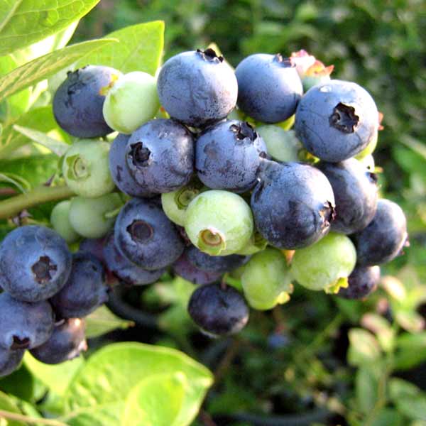 果樹の苗/ブルーベリー（ラビットアイ系）：フクベリー4号ポットのサムネイル