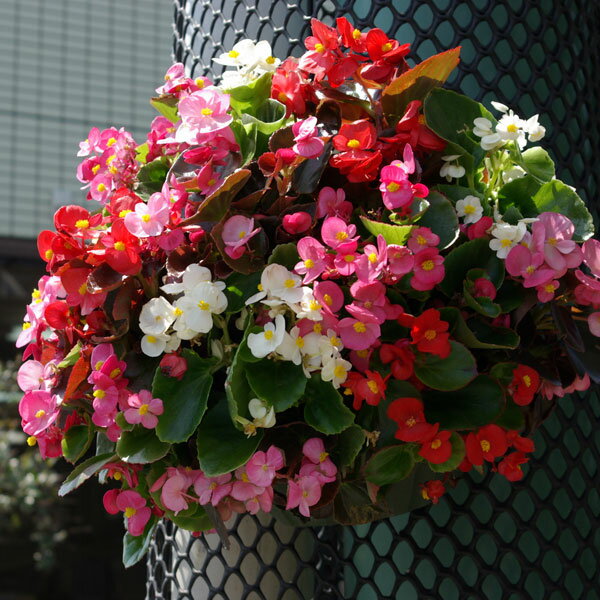 草花の苗/[送料無料]ベゴニア：センパフローレンスお
