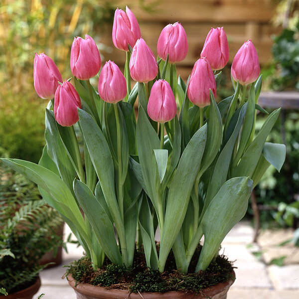 球根/チューリップ（単色咲き）：クリスマスドリーム（桃）4球入り（SE）（早咲き）