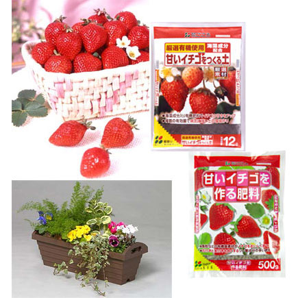 野菜の苗/いちごプランター栽培セット：ホウコウワセ(宝交早生)4株
