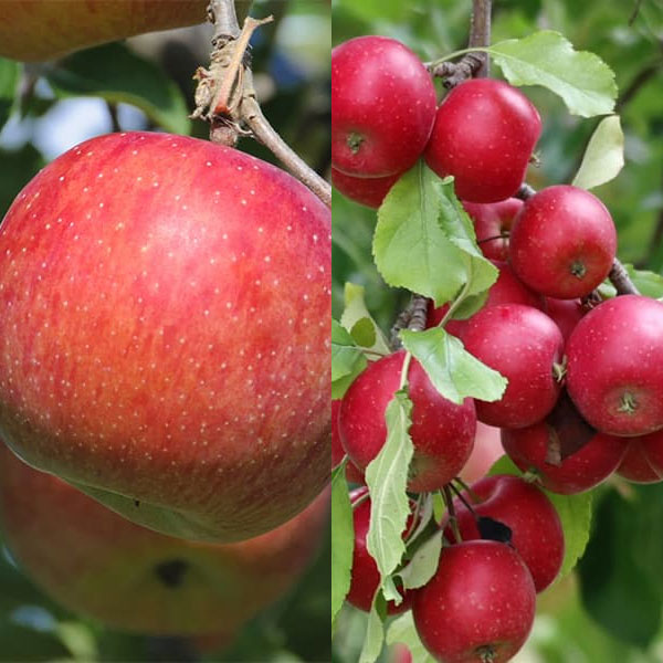 果樹の苗/リンゴ2種受粉樹セット：津軽（つがる）とアルプス乙女[互いに受粉し実付きがよくなる異品種セット]