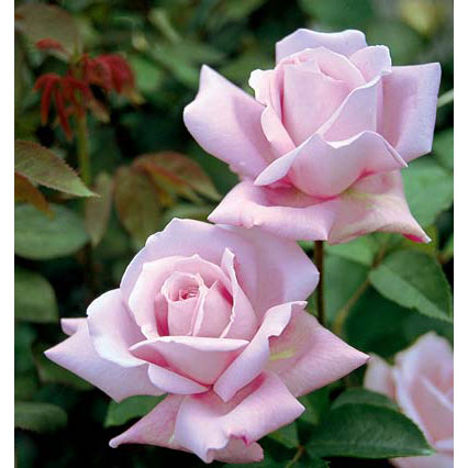 楽天市場】珍しい バラ 苗（ガーデニング・農業｜花・ガーデン・DIY