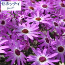 草花の苗/サイネリア:セネッティ豪華咲きラベンダーバイカラー...