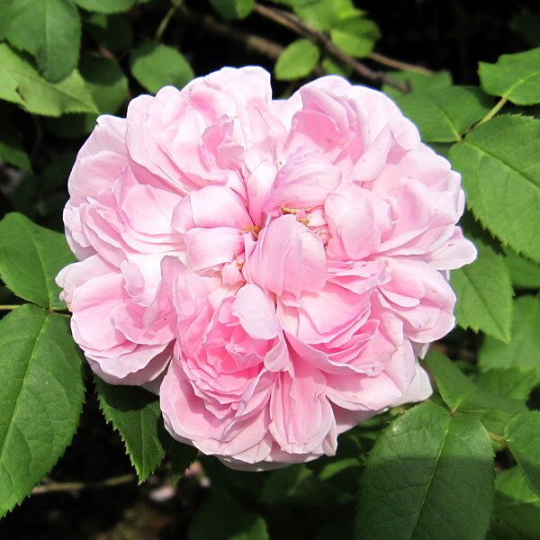 バラの苗/オールドローズ：ジャック...