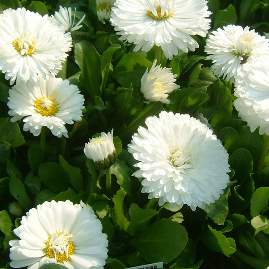 ��֤���/�ǡ������������ꥢ��ǡ����� �ۥ磻��3.5��ݥå�