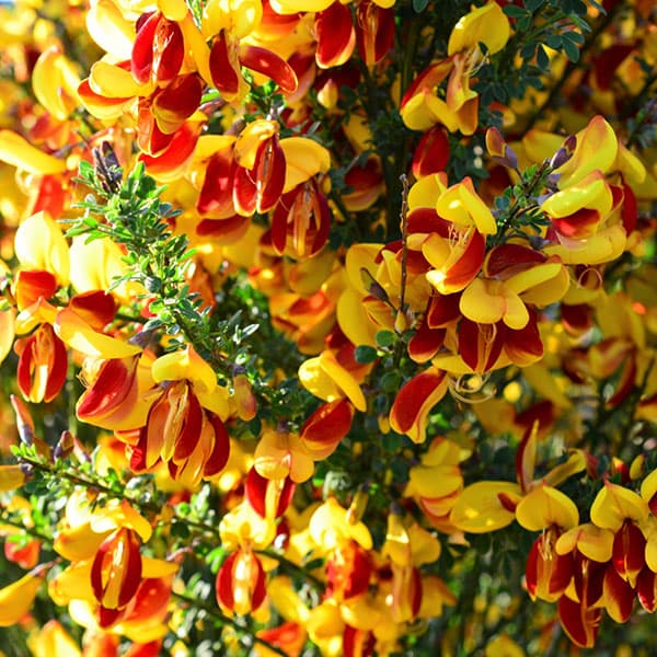 花木 庭木の苗/エニシダ：ほお紅3-3.5号ポット