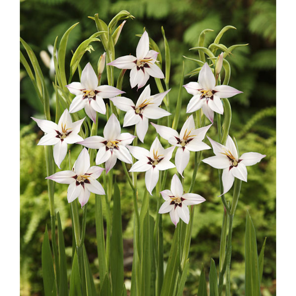 アシダンテラ（アキダンセラ）4球芽出しポット苗