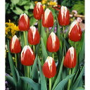 球根/チューリップ(2色咲):リンファンダマーク(赤に白)4球入り(T)