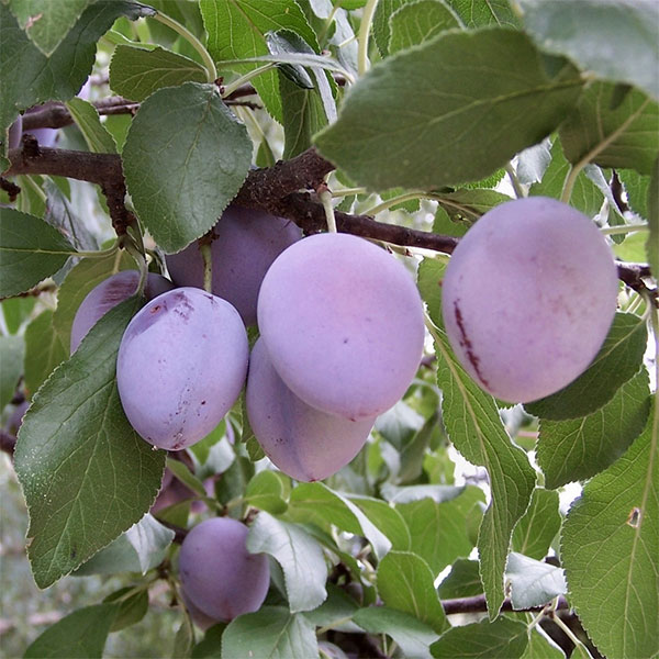 果樹の苗/プルーン：ジャンボパープ...