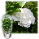 バラの苗/[送料無料]つるバラ：サマースノー8号大型アンドン仕立て