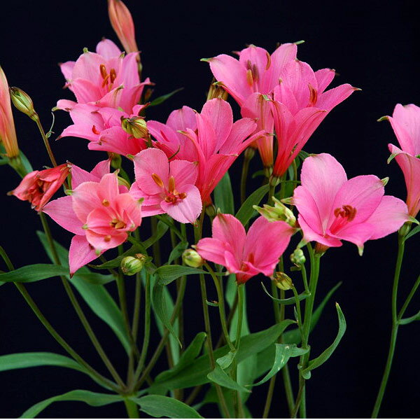 草花の苗/アルストロメリア：シンプルチェリー3.5号ポット