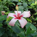 草花の苗/(わけあり特価)ハイビスカス:ジェネヴィー3号ポット