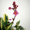 草花の苗/タリナム 斑入り(ハゼラン) 3号ポット