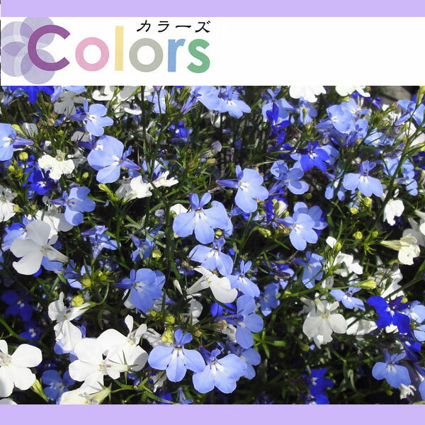 草花の苗/カラーズ：ロベリアミックス3.5号ポットのサムネイル