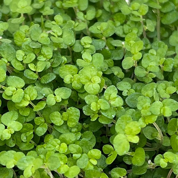 楽天市場】ベビーティアーズ（花・観葉植物｜花・ガーデン・DIY）の通販