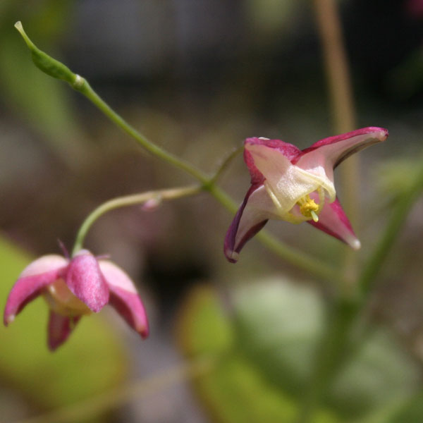 山野草の苗/イカリソウ（エピメディウム・碇草）：ルブラム3.5号ポット