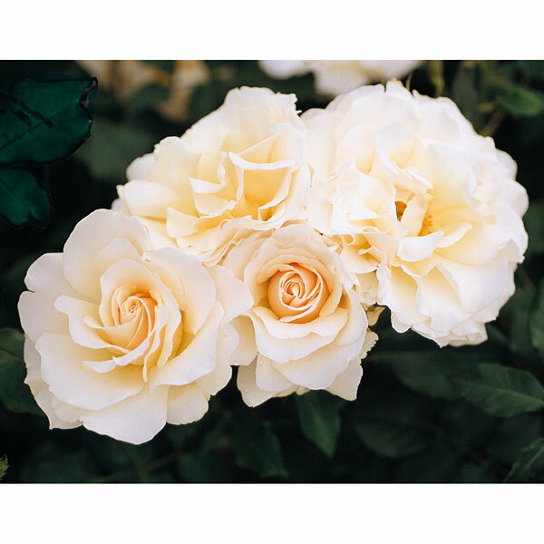 バラの苗/四季咲中輪バラ：フレンチレース大苗のサムネイル