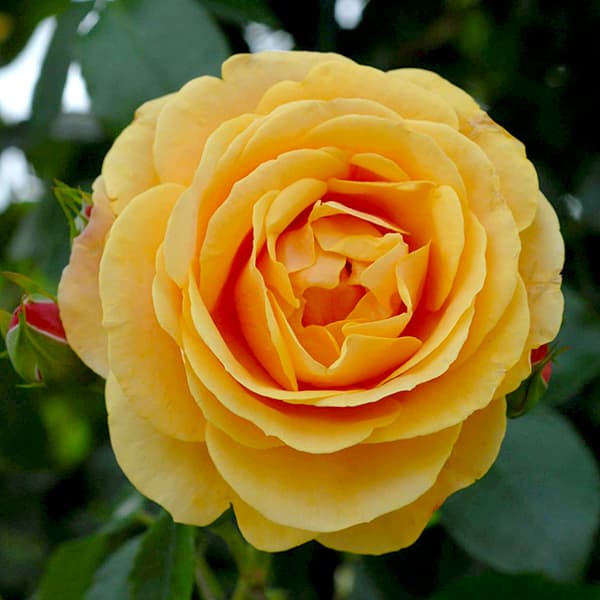 �Х����/�Ĥ�Х顧��������������������