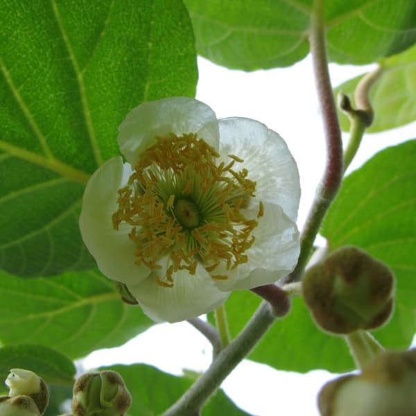 果樹の苗/キウイ（オス木早咲き）