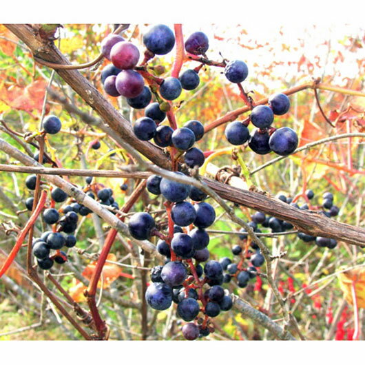 山葡萄とは 苗からの育て方やリース かごなどの利用方法を紹介 2ページ目 Botanica