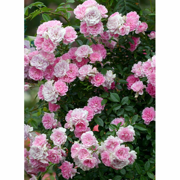 バラの苗/（わけあり特価）つるバラ：芽衣（メイ）5号鉢植えのサムネイル